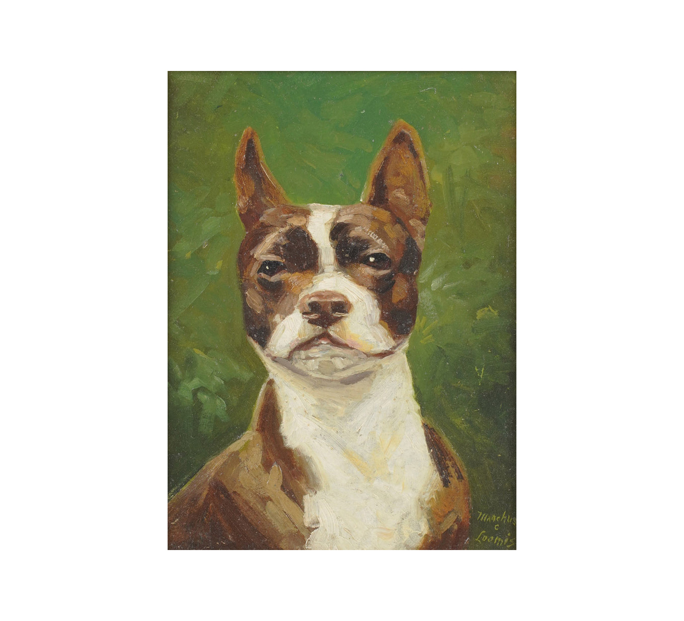 A Portrait Painting of a Boston Bulldog signed, Manchus C. Loomis; (1861-1938)