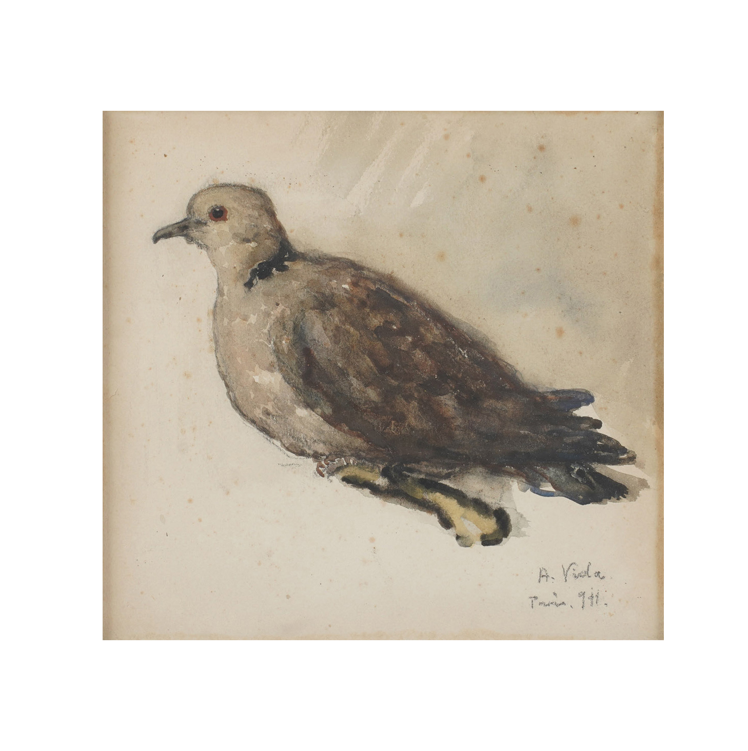 A French Watercolor of a Pidgeon
