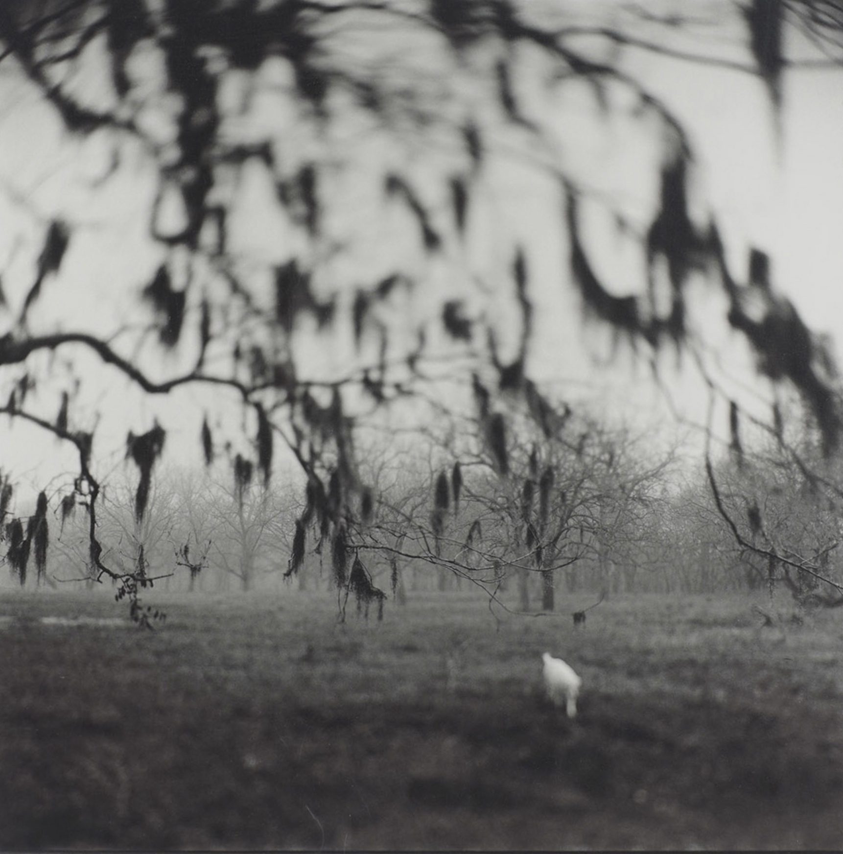 Black and White Photograph of Trees