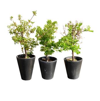 Three Black Conical Planters
