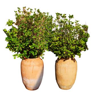 Pair of Large Terracotta Olive Jar Planters