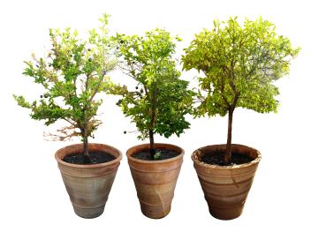 Three Large Terracotta Conical Planters